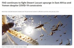 FAO web page on fighting locusts