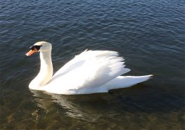 swan in Kensington Gardens Round Pond